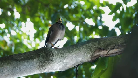 Bird in Malaysia Stock Footage 85626052