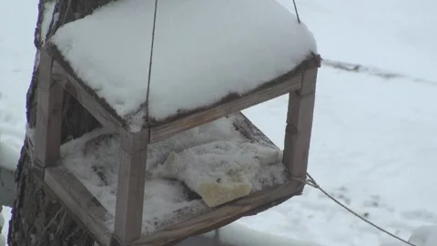 Bird in the manger pecking at a crust of bread Stockbeeldmateriaal 136064925