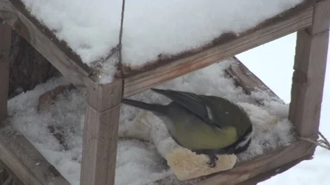 Bird in the manger pecking at a crust of bread Stockbeeldmateriaal 136064940