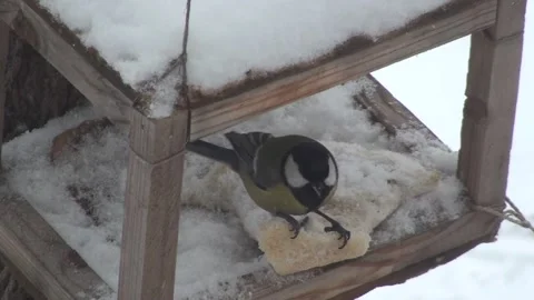 Bird in the manger pecking at a crust of bread Stockbeeldmateriaal 136064965