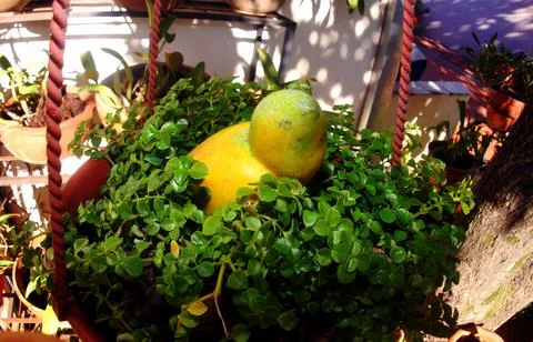 Bird Mango in the flowerpot Stock Photos