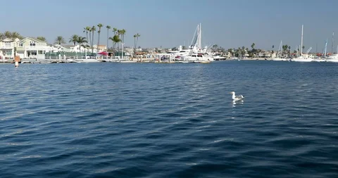 Bird by the Marina Video stock 102244233