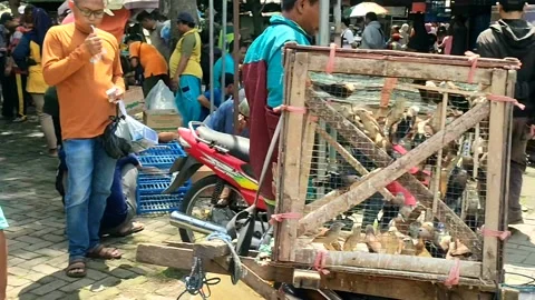 Bird market Stock Footage 231862145