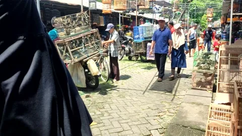 Bird market Stock Footage 231862364