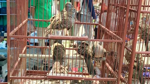 Bird market Stock Footage 231863263