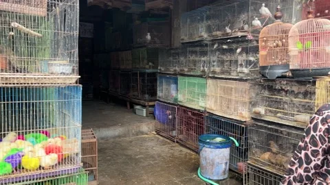 Bird market Indonisia. Stockbeeldmateriaal 226576244