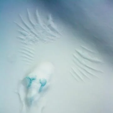 Bird marks in snow Foto stock