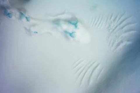 Bird marks in snow Stock Photos