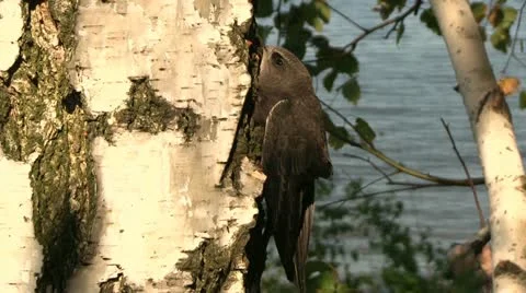 Bird martin Stock Footage 11474048