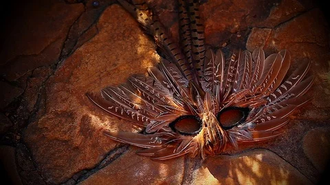 Bird Mask flying Tree Shadow Stone background hd footage Stock Footage 95714522