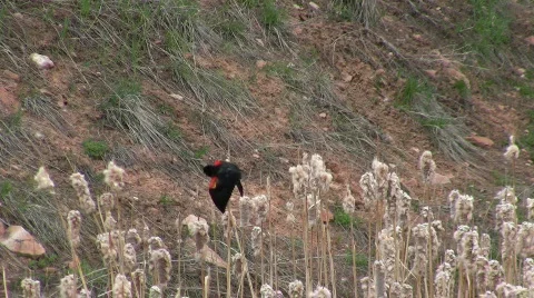 Bird mating Apr 2009 1a CR Stock Footage 475665