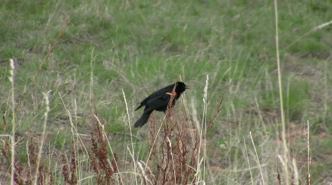 Bird Mating Apr 2009 3a CR Stock Footage 482262