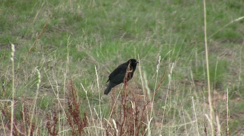 Bird Mating Apr 2009 3b CR Stock Footage 482232