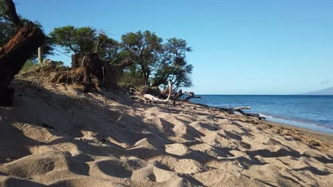 Bird on Maui Beach Stock Footage 201306829