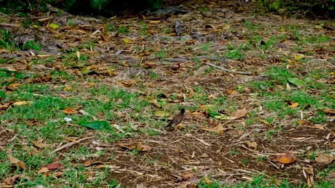 Bird in the Mauritius forest Video stock 169975713
