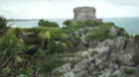 Bird with Mayan ruins background 動画素材 62850159