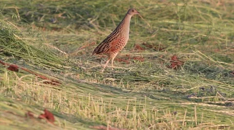 Bird on the meadow. Stock-Footage 62788441