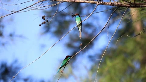 Bird Merops viridis Stock Footage 244583753