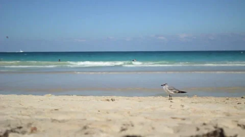 Bird on Miami Beach Stock Footage 36034543