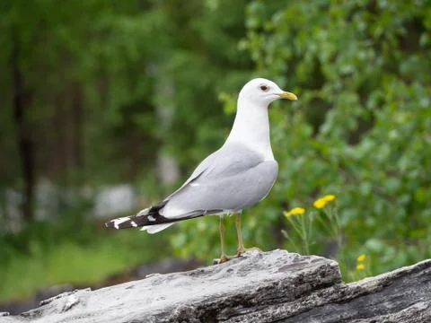 Bird in the middle of greenery Stock Photos