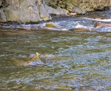 Bird in the middle of the river Stock Photos