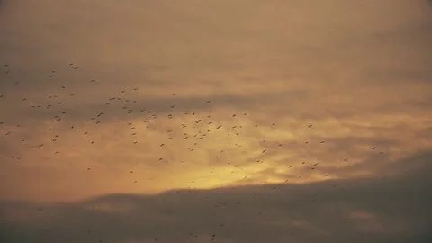 Bird migration background. A flock of birds in the orange sky. Stock Footage
