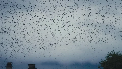 Bird Migration Filling the Sky, 4K Slow Motion Shot Stock Footage 289544572