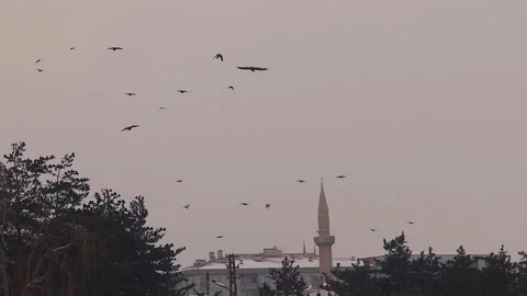 Bird Migration: Flock of Crows Flying During Early Snowfall Stock Footage 327219033