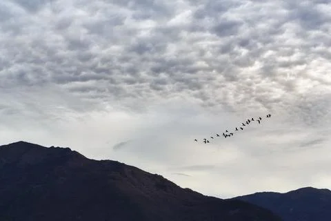 Bird migration, formation under cloud cover, silhouettes, dawn, Lake Kerkini, Stock Photos