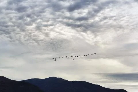 Bird migration, formation under cloud cover, silhouettes, dawn, Lake Kerkini, Stock Photos