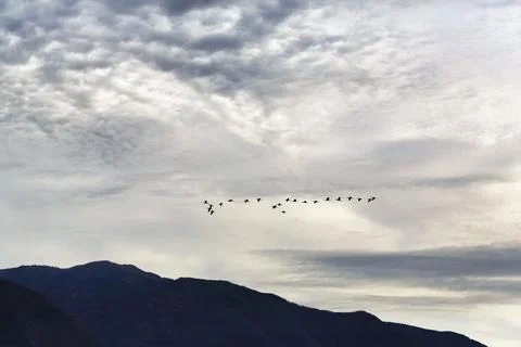 Bird migration, formation under cloud cover, silhouettes, dawn, Lake Kerkini, Stock Photos
