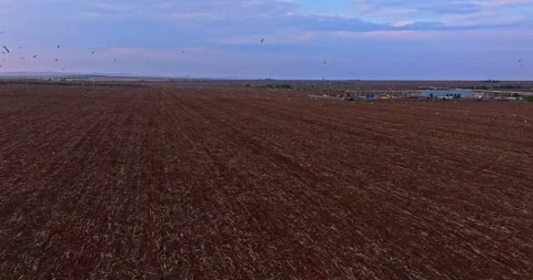Bird Migration Gathering On Endless Crop Field Sunset Blue Hour Slow Panning Stock Footage 300447687