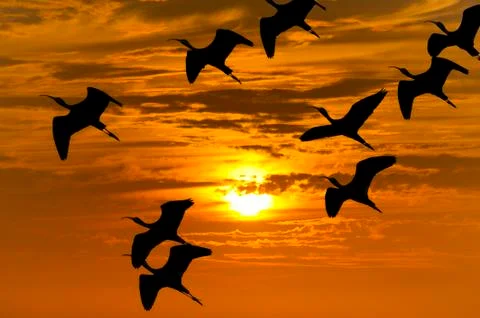 Bird Migration Silhouette Stock Photos