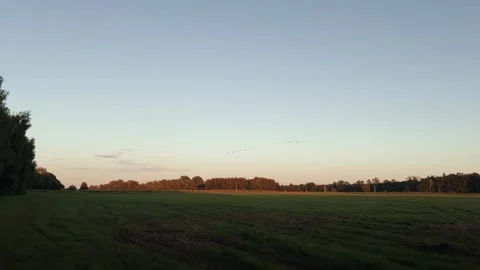 Bird migration at sunset Stock Footage 317270195