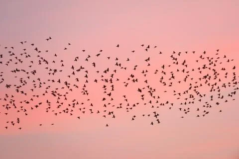Bird migration at sunset. Stock Photos