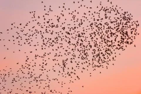Bird migration at sunset. Stock Photos