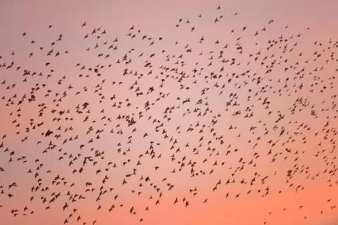 Bird migration at sunset. Stock Photos