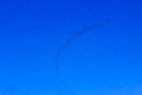 Bird migration in v shape Stock Photos