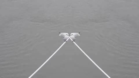 Bird mirror effect Video stock 145019619