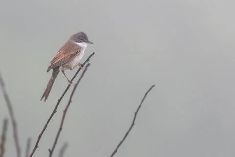 Bird in mist Stock Photos