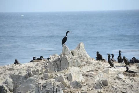 Bird at monterey Stock Photos