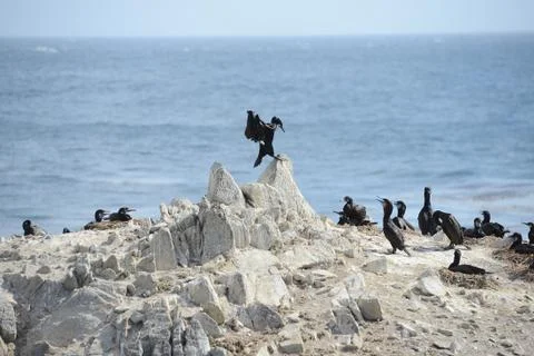 Bird at monterey Stock Photos