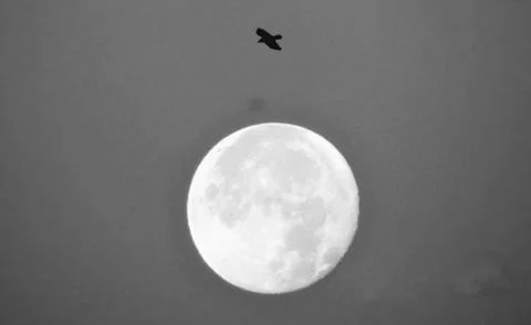 Bird on the Moon Stock Illustration