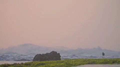 Bird on the mossy rock beach with blurry sea waves Stock Footage 256271715