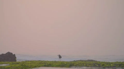 Bird on the mossy rock beach searching for sea food Stock Footage 256270785