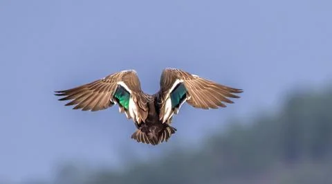 Bird is in motion Stock Photos