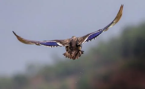 Bird is in motion Stock Photos