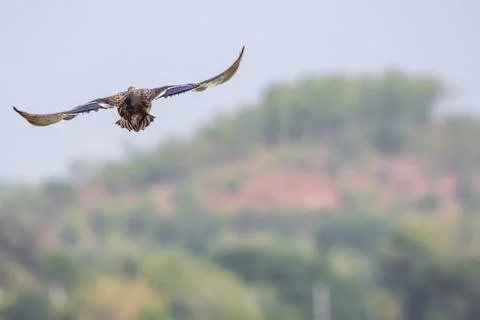 Bird is in motion Stock Photos