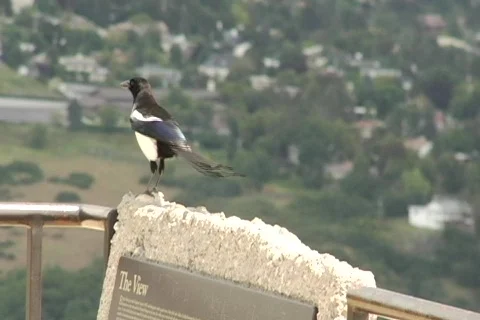 Bird on mountain, fly away Stock Footage 522519