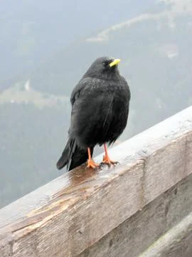 Bird of mountains Stock Photos